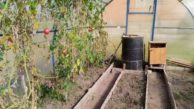 Убираю кусты томатов из теплицы. Подкармливаю почву. смотреть онлайн