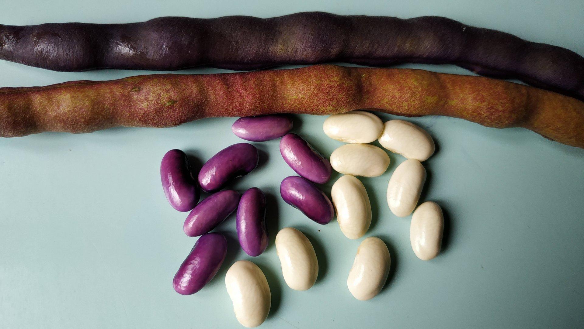 Подводим итоги: фасоль Румба, фасоль Розалинда, фасоль Лимская красноцветущая, фасоль Блюхильда