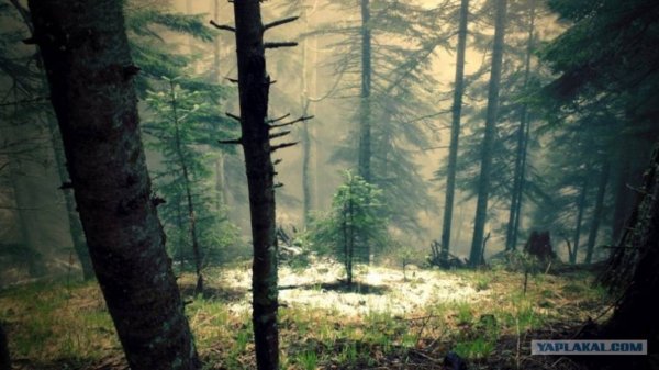 Мистика. Тайны Тайги. Большой Сборник _Необузданная Жизнь