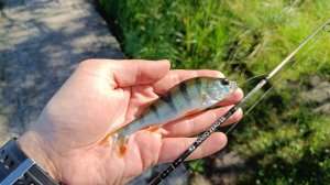 МОРМЫШИНГ с белками на Воронежском водохранилище!