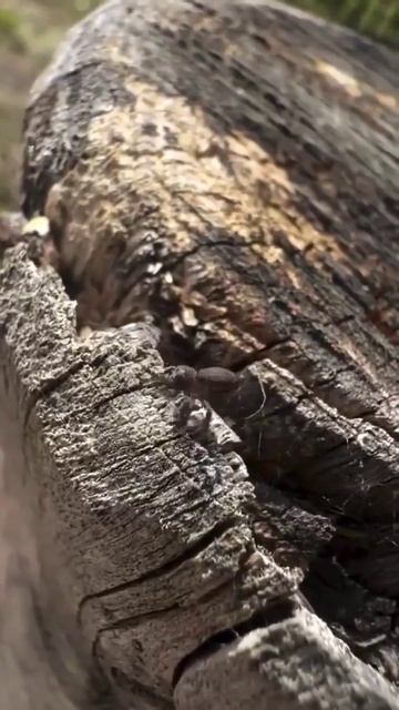 Макрофотограф и его модели