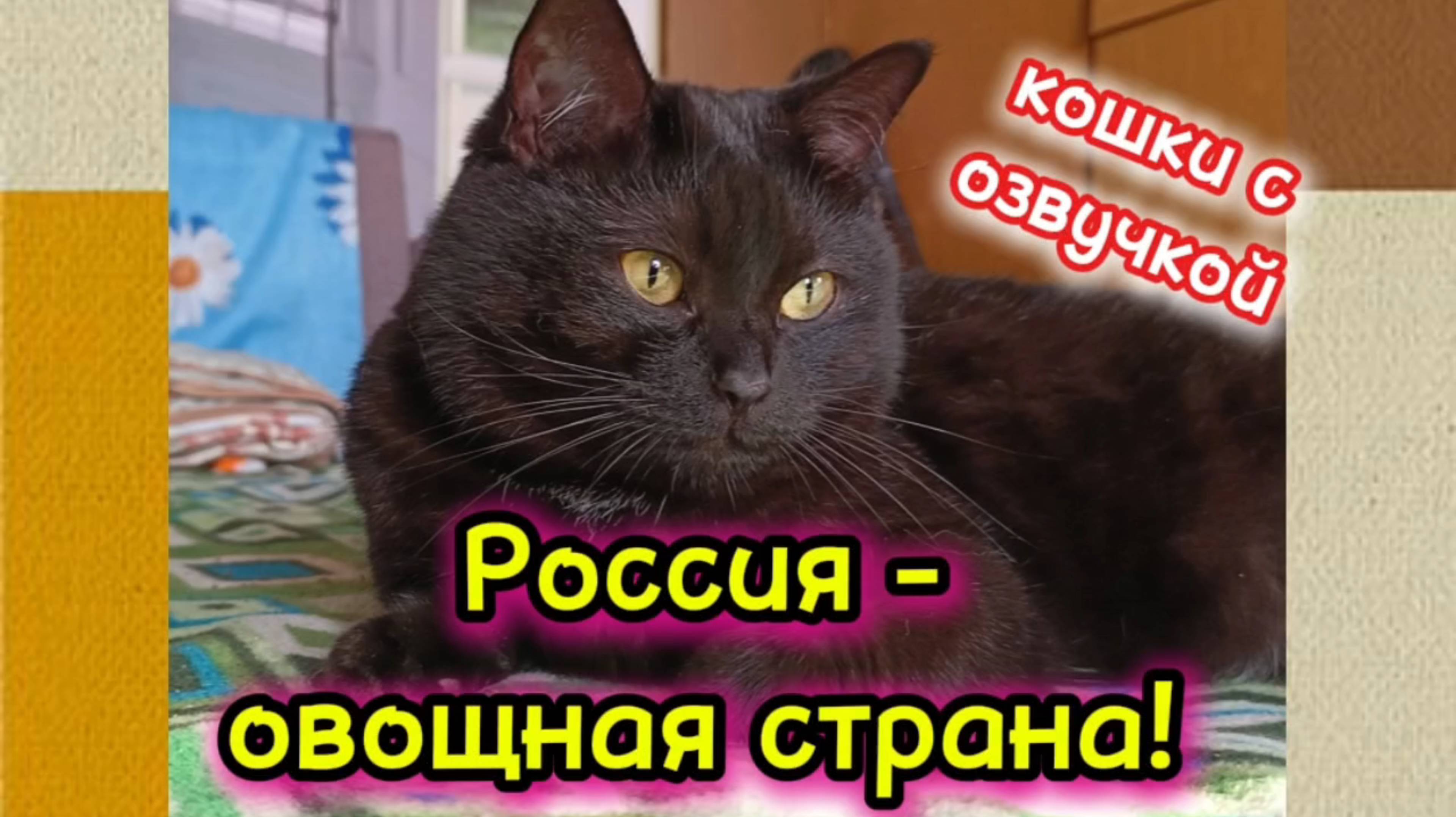 Кошки с озвучкой. смотреть онлайн