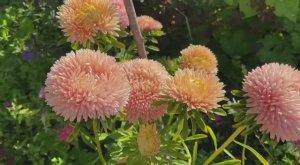 Астра махровая. Астра сорт Принцесса. Красивые цветы