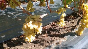 кишмиш Сострадание (США) виноградник Король В.Н.г.Краснодар Slava.King2007@mail.ru 8-918-62-41-37