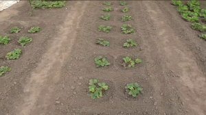 Как я приводил в порядок заброшенный участок