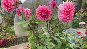 Георгин  Северинс Триумф кораллово-розовый.17 сентября.