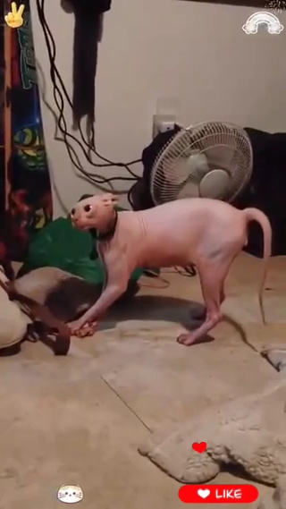 Эти Люди Сошли С Ума ✓ Не Смешные И Дурацкие Моменты🤯🤷🐱👍🚀