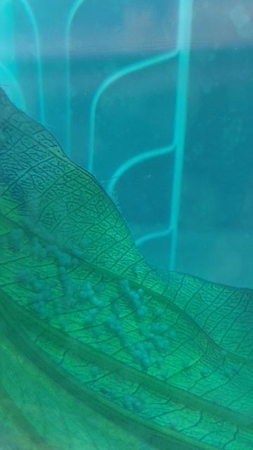 Мумифицированная икра. смотреть онлайн