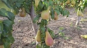 груша Аббат Фетель