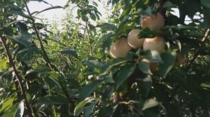 Слива Широ.