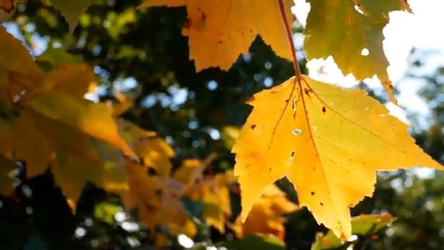 Песня : Падают листья смотреть онлайн