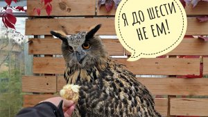 Пришла к сове поделиться впечатлениями от погоды и скучилищного дня. Что там с блокировкой счетов