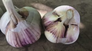 ПРАВИЛЬНАЯ посадка чеснока ГОЛОВКАМИ, и урожай будет некуда девать!