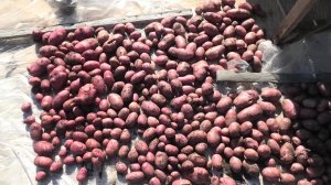 3-13 09 25г урожай картофеля,отдых,острый лечо