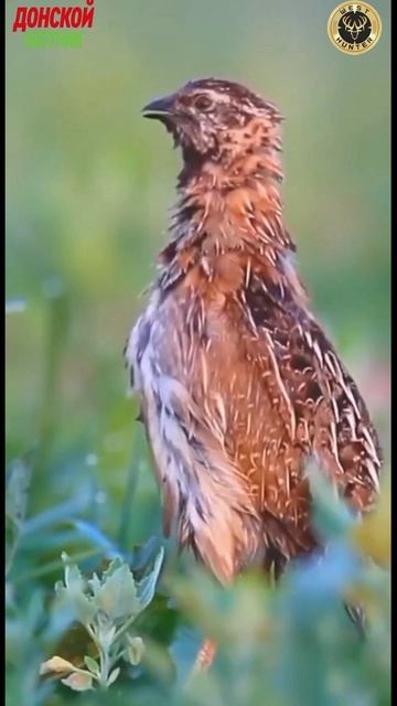 Охота на перепела- Красавец перепел смотреть онлайн