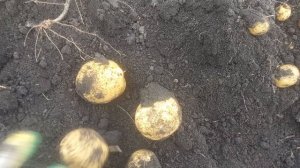 Адретта. Вкуснейший сорт картофеля! 2025 год