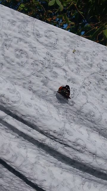 Чуть было не поймал красивую бабочку! смотреть онлайн