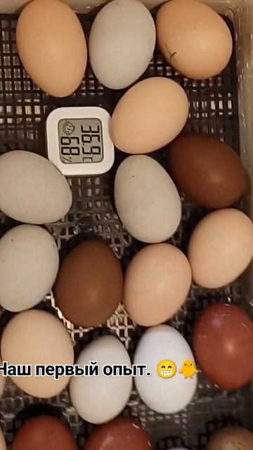 Инкубация цыплят. #летовподмосковье