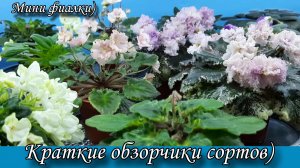 Мини фиалки, краткие обзорчики сортов) Видео с моего ТГ канала.