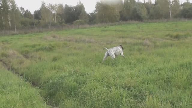 Курцхаар Эрик. Заработало!!! смотреть онлайн