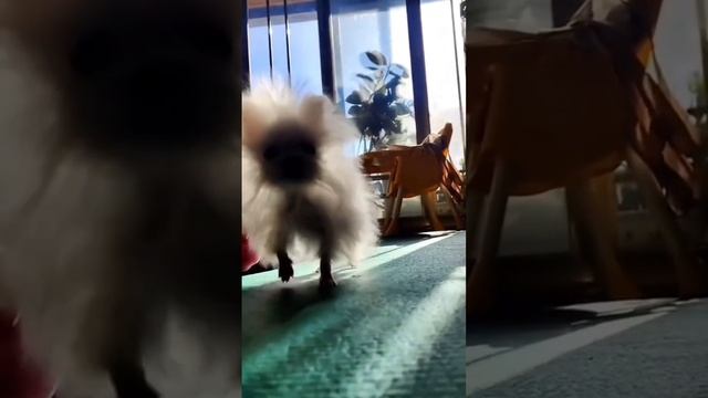 Смешные видео про животных 😆 смотреть онлайн