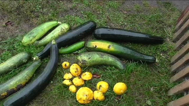 Последние кабачки