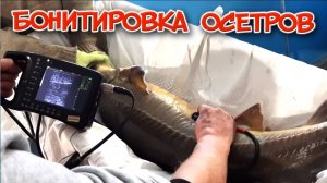 Бонитировка осетров