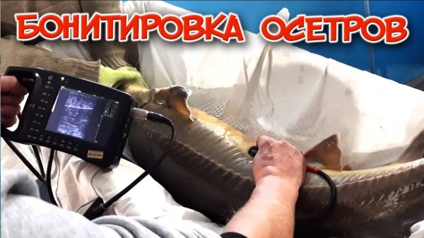 Бонитировка осетров