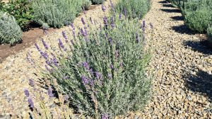 Посадка лаванды