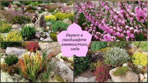 Вереск в ландшафте каменистого сада.