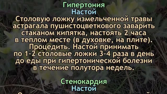 Астрагал - Чудо растение жизни смотреть онлайн
