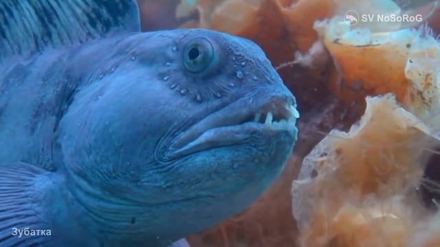 Что изготовляют из прочной кожи Обыкновенной зубатки (Wolffish) — Anarhichas lupus Linnaeus, 1758 ? смотреть онлайн