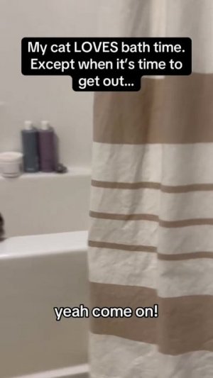 #приколы #юмор #прикол #смешно #коты #кот #кошки #котята #топ #топчик #роликдня #видеодня #лучшее #л