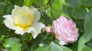 Июль в Саду 2 июля 2025 часть 1