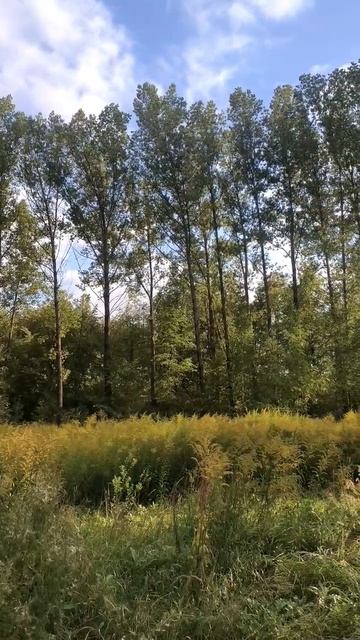 Лесопосадка. Начало осени смотреть онлайн