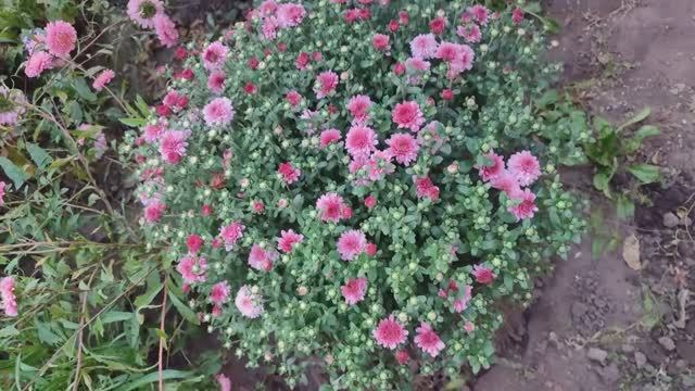 Уход за растениями в цветнике, велопрогулка. смотреть онлайн