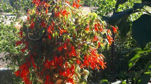 Ампельная боливийская бегония