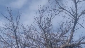 Скворцы на земле и на дереве 2023VID_20250919_083721.mp4