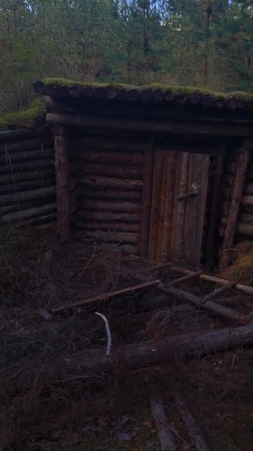 Очередная тихая охота в сосновом лесу! 