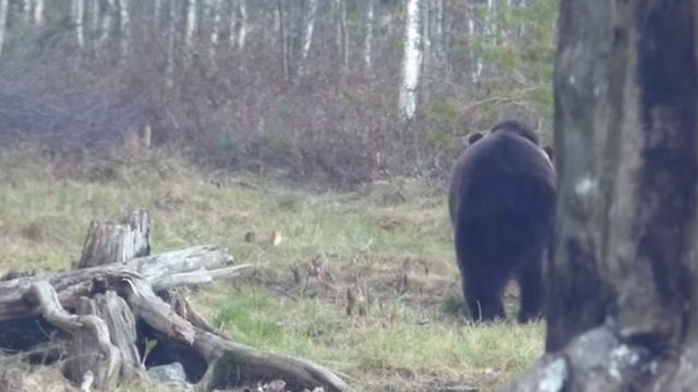 Мишка на приваде смотреть онлайн