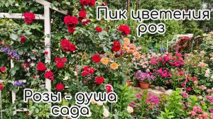 Пик цветения роз. Розы - душа моего сада