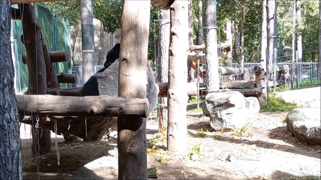 У уссурийских медвежат борьба на гамаке 15.09.2025 смотреть онлайн