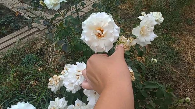 Убираю розы! но не все😆 обзор без прикрас смотреть онлайн