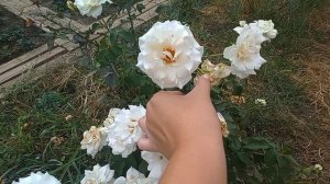 Убираю розы! но не все😆 обзор без прикрас