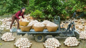 Трудолюбивая Хуонг. Собрано более 1000 утиных яиц на утиной ферме. Для продажи на рынке.