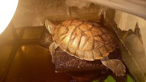 красноухая черепаха 🐢 греется 19-09-2025