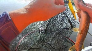 Рыбалка с сыном в протоке Волги.