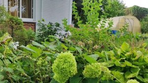 С моря на дачу, обзор ( часть 2).