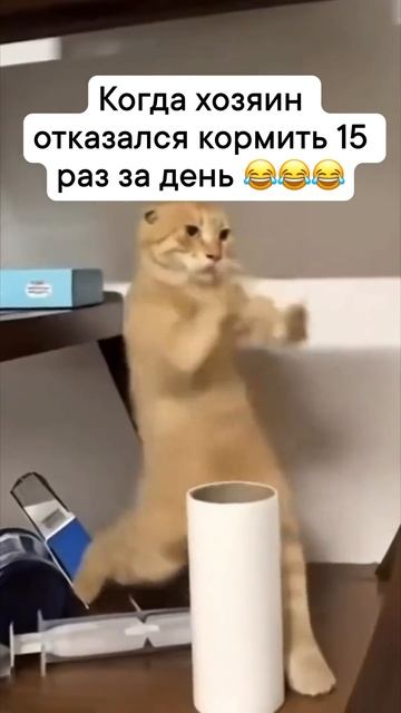 Кошак исполняет смотреть онлайн