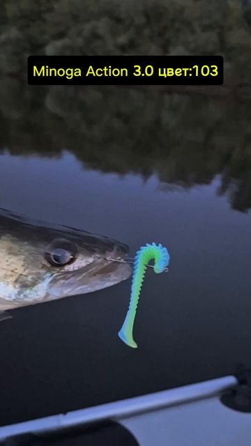 Ловля судака осенью рыбалка на Оке. смотреть онлайн